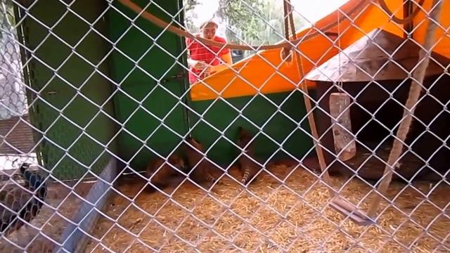 Зоопарк. Что едят еноты? (Zoo. What's eating raccoons?) смотреть онлайн