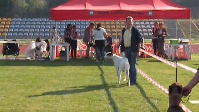 Portos Show :) FCI CENTRAL EUROPE SIGHTHOUND SHOW смотреть онлайн