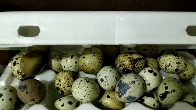 СОДЕРЖАНИЕ ПЕРЕПЕЛОВ ЗИМОЙ. 7-й день ПУРИНА смотреть онлайн