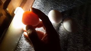 Овоскопирование на 15 сутки инкубации.