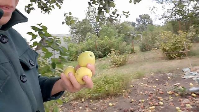 По отзывам не плохо, Закатала помидоры на зиму. На огороде... смотреть онлайн