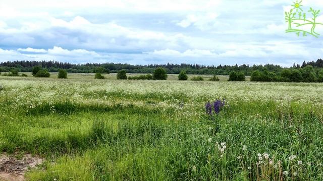 3 часа Мелодичное пение птиц на летнем поле с одуванчиками.mp4 смотреть онлайн