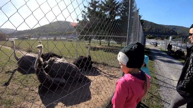 Контактный Зоопарк в Германии Zoo Freudenberg смотреть онлайн