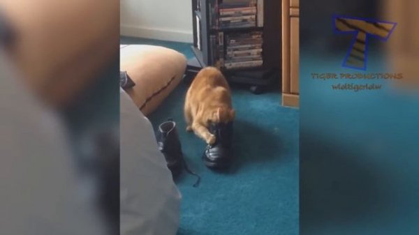 Are ORANGE CATS the FUNNIEST CATS - Super FUNNY COMPILATION that will make you DIE LAUGHING