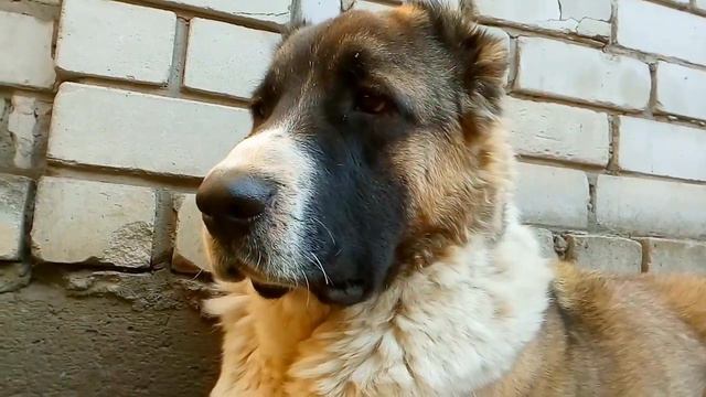Алабай-(САО)Тина,10месяцев смотреть онлайн