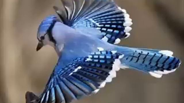 Little Bird Little bird (fly through my window) смотреть онлайн