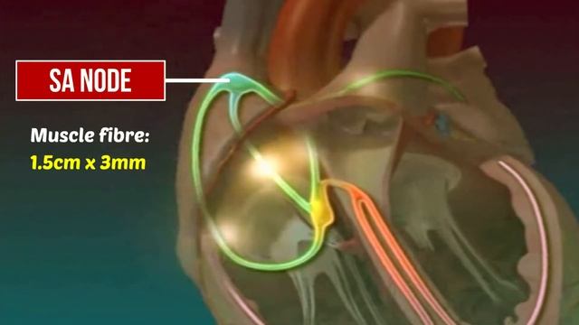 ORIGIN AND CONDUCTION OF HEART BEAT смотреть онлайн