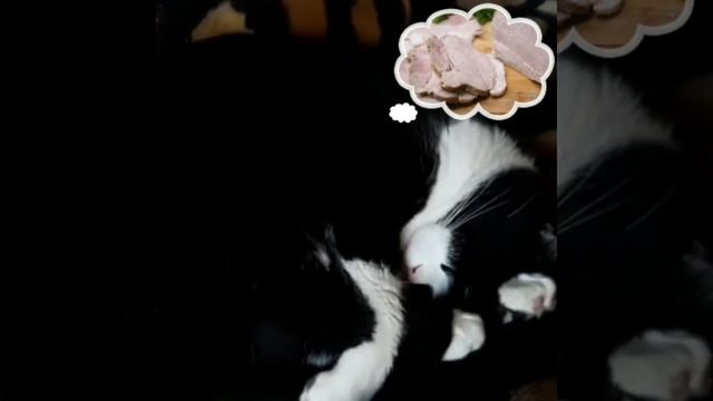 Сладкие сны моего котика! / My cat’s sweet dreams. / Солодкі сни мого кота. / 내 고양이의 달콤한 꿈. смотреть онлайн
