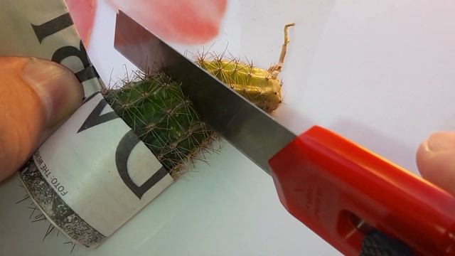 Домашний кактус – Растение дома, полив, уход за кактусами, условия для кактуса смотреть онлайн