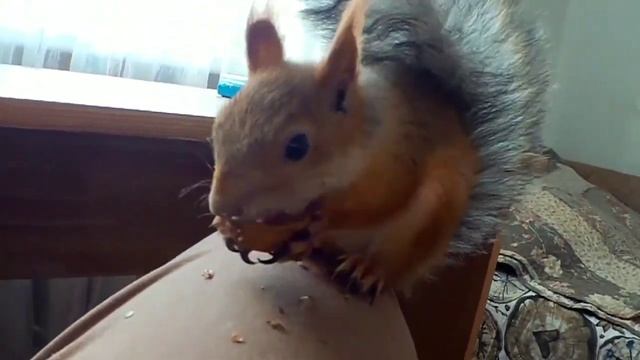 Алтайская белка! Настоящая! (+Бонус в конце видео). смотреть онлайн