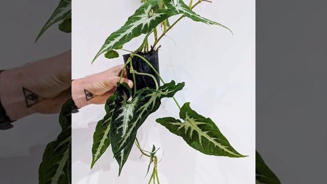 22 Arrowhead Vine Plants need Low Sunlight | Indoor Syngonium Plants | Plant and Planting смотреть онлайн