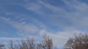 Турецкая такла, отдельная посадка. #такла #takla