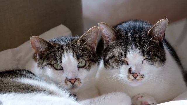 HAYVONLARNING TOVUSHLARI-VIDEO-OVOZSIGIRLAR-O'RDAK OVOZI-ITLARNING OVOZI-YO'LBARS TOVUSHLARI смотреть онлайн