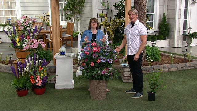 Cottage Farms Dazzling Design Double Delight Rose of Sharon on QVC смотреть онлайн