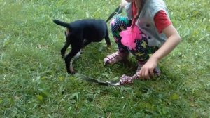 Воспитание щенка. Ягдтерьер, немного о породе