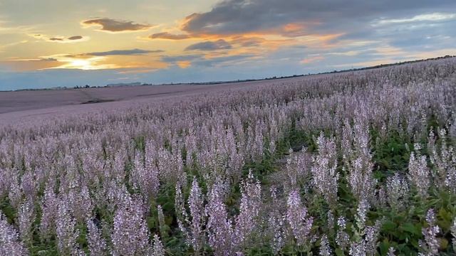 ШАЛФЕЙ МУСКАТНЫЙ.