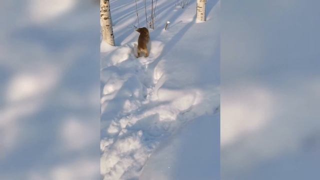 Бруно на прогулке с детьми, солнечный день. Русский охотничий спаниель смотреть онлайн
