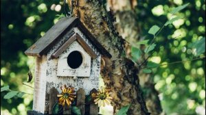 Как птицы делают гнёзда?