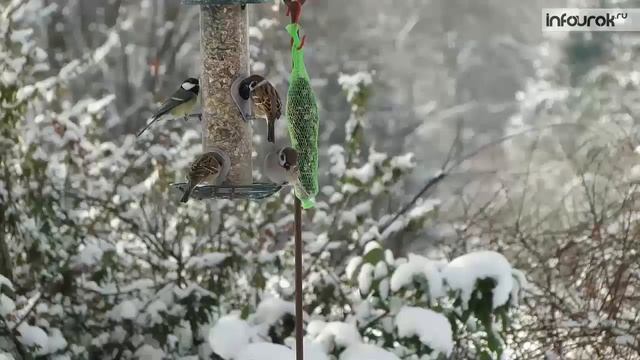 Времена года Зима | Окружающий мир 2 класс #29 | Инфоурок смотреть онлайн
