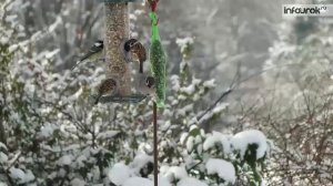 Времена года  Зима | Окружающий мир 2 класс #29 | Инфоурок