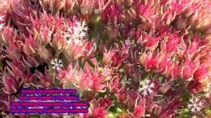 @Заимка на Урале. Разоблачение Лучше бы Я этого не знала Доход канала