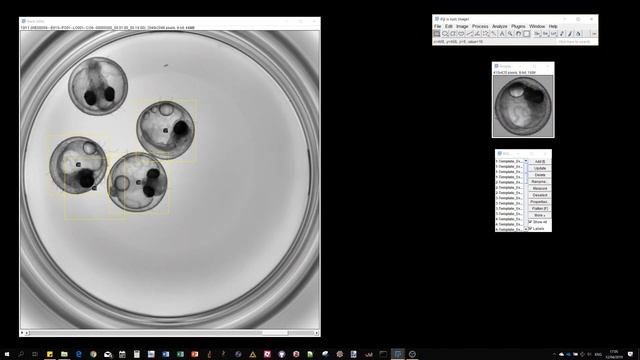 2.Multi-Template-Matching in Fiji : Multiple object detections смотреть онлайн