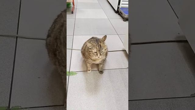 Киса Маша, в магазине Авокадо! смотреть онлайн