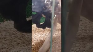Hemidactylus triedurus - геккон полупалый триедурус. ЗОО. Наши дети.