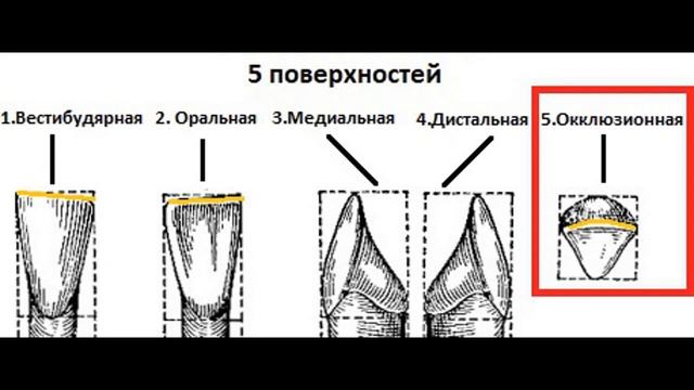 Резцы нижней челюсти кратко смотреть онлайн