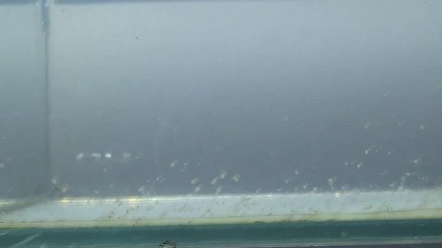 7,8,9,10день ДАФНИЯ ИЗ ЯИЦ - ВСЁ МНОГО!!! смотреть онлайн