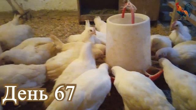 Бресс-гальские куры Робина Гуда смотреть онлайн