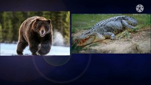 бурый медведь против гребнистого крокодила