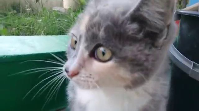 Коты обижают ротвейлера смотреть онлайн