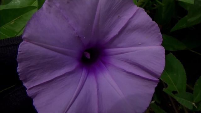 Mile-a-minute Vine (Ipomoea Cairica) - Part 1