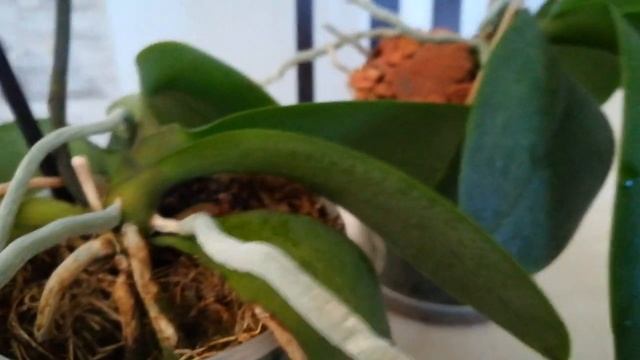 #ФАЛЕНОПСИС ПАПАЙЯ❣️❤️?????#PHALAENOPSIS #PAPAYA#orhids #ORJIDEA #FLOR ??????❤️???? смотреть онлайн