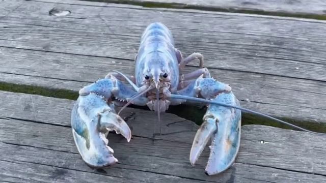 1 Hour Of Silence Occasionally Broken By Blue Lobster Jumpscare