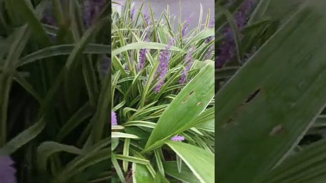 Liriope muscari, Lycoris(cluster amaryllis).Septem flower. смотреть онлайн