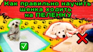 Как правильно научить щенка ходить на пеленку ?