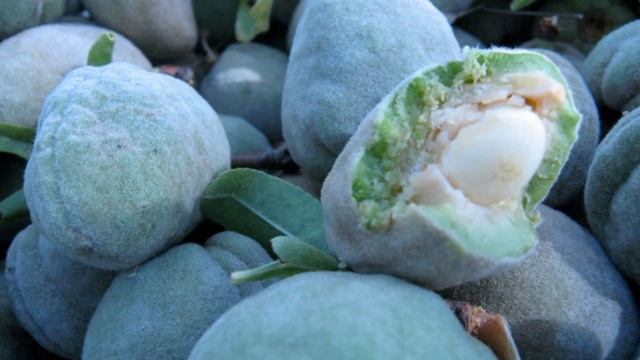 Amêndoa ( Prunus dulcis ) serve para ajudar a tratar a osteoporose смотреть онлайн