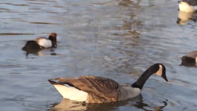 London Victoria Park Part 02 смотреть онлайн