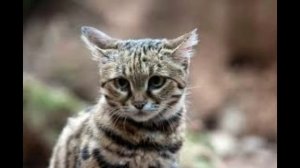 Черноногая  кошка | Черноногая африканская дикая кошка