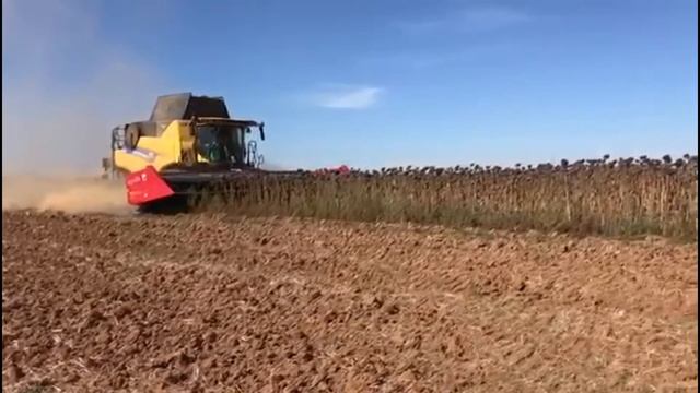 Работа измельчающего бруса на подсолнечниковой жатке Capello Helianthus смотреть онлайн