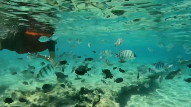 Египет 2023. Пляж Zahabia. Риф у отеля.