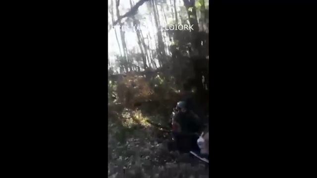 Наши взяли укров в лесу смотреть онлайн