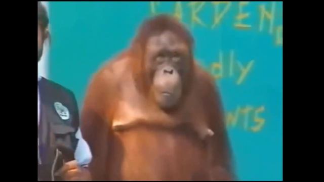 Смешные обезьяны Приколы про обезьян Funny monkeys 2018 смотреть онлайн