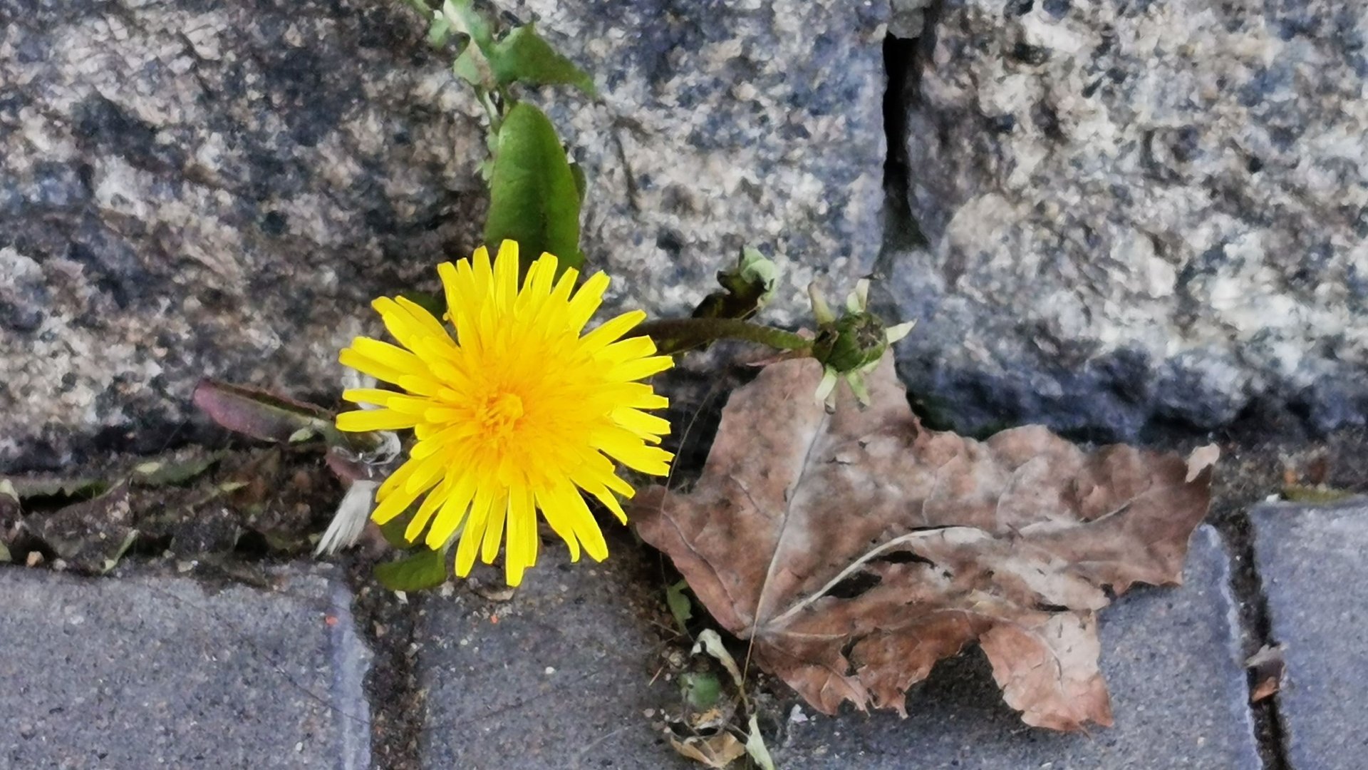Я тоже хочу жить хочу... Маленькая история в большом городе. Санкт-Петербург смотреть онлайн