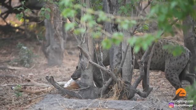 IMPALA BABY TRIES ESCAPING PYTHON & HYENA смотреть онлайн