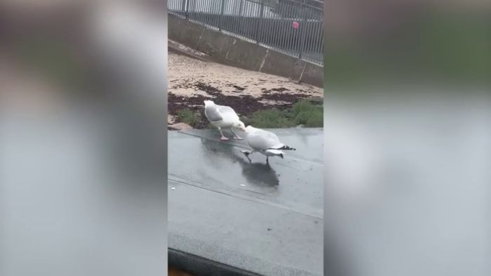 Бой. Такое Увидишь Раз в Жизни! Случаи с Животными смотреть онлайн