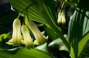 «Купена» РЕЛАКС АРТ-ТЕРАПИЯ ИМПРОВИЗАЦИЯ композитор Виктор Анохин #instrumentalmusic #flowers #цветы