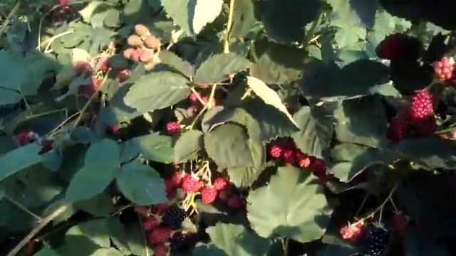 Ежевика 1 Марина Насырова Уфа.3gp